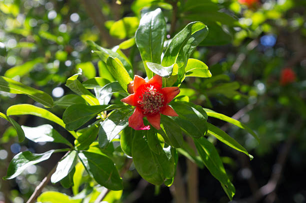 Blooming flower of pomegranate tree (Punica granatum), in Dalmatia, Croatia
