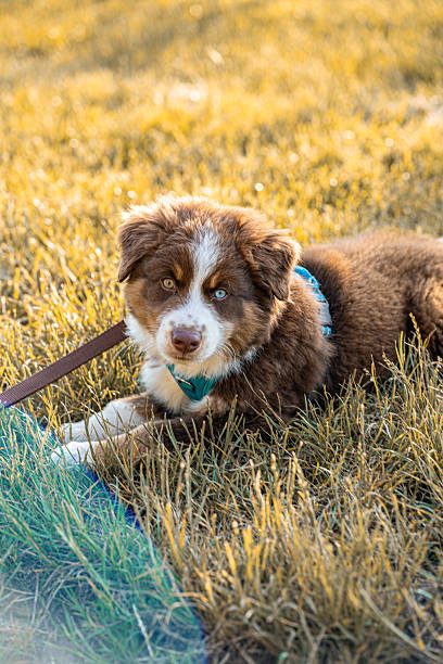 Australian Shepherd puppy lying on grass in golden evening light