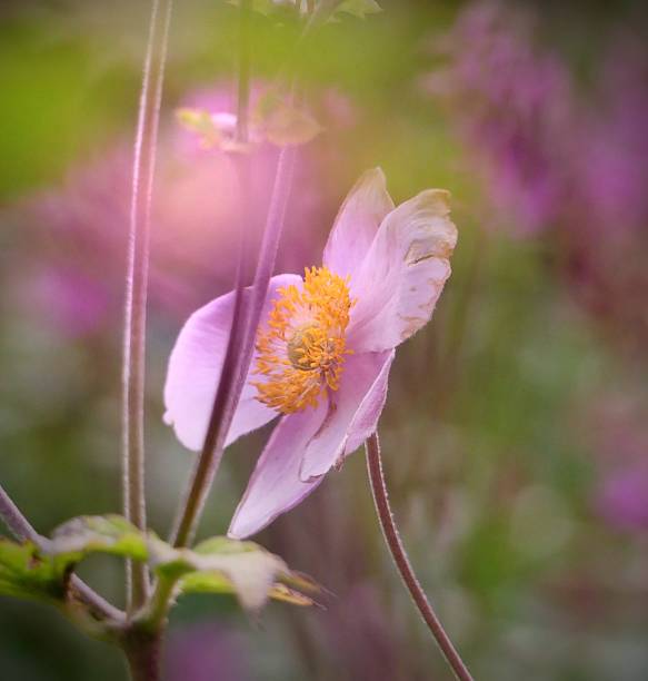 istock Soft Pink Anemone Bloom with Luminous Bokeh 2220950947