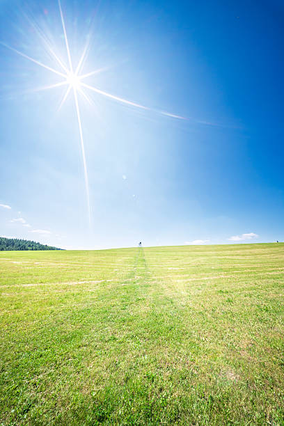 Beautiful rural landscape, a setting close to the family farm, with plantations creating a beautiful contrast in the landscape, lush pastures, beautiful araucaria trees, dirt roads, and other beauties. Photo taken in Campo Alegre, Santa Catarina, Brazil, a great destination for tourism and leisure.