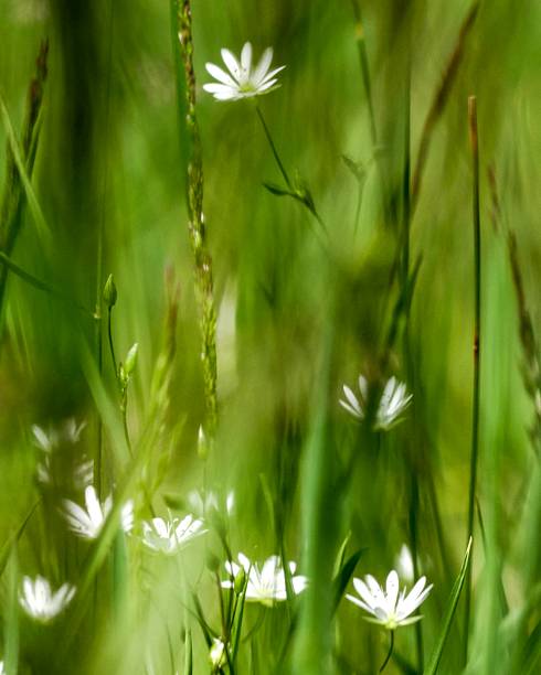 istock Tiny White Wildflowers in Green Grass 2220951099