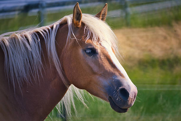 Haflinger horses in the Thuringian Forest