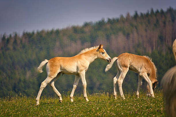 Haflinger horses in the Thuringian Forest