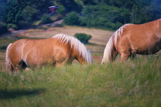 Haflinger horses in the Thuringian Forest