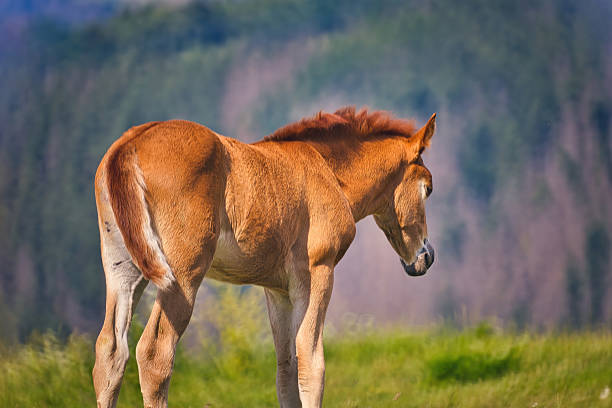 Haflinger horses in the Thuringian Forest