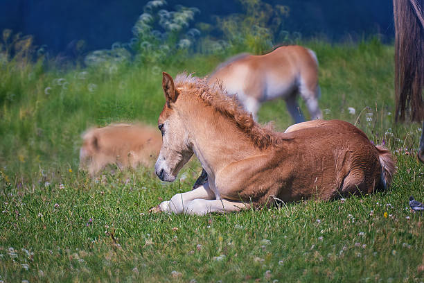 istock Haflinger horses in the Thuringian Forest 2220951580