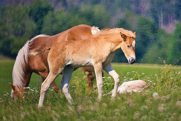 istock Haflinger horses in the Thuringian Forest 2220951587