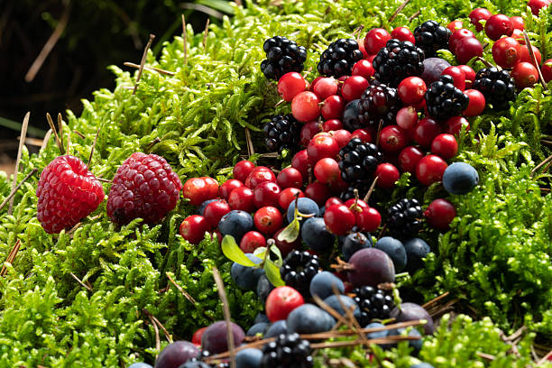 Berries fresh assorted mix overhead arrangement close up in studio on dark background