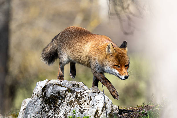 istock Close up of fox on rock 2220953199