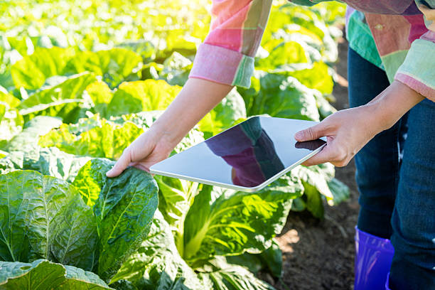 istock Unrecognisable woman using a digital tablet while working on a carrot farm 2220953301