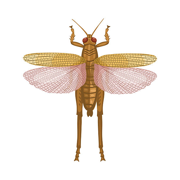 Locus Insect Drawing 920+ Locust Drawings Stock Photos, Pictures & Royalty-Free Images - iStock