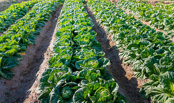 istock Chinese cabbage crops growing in a field 2220953476