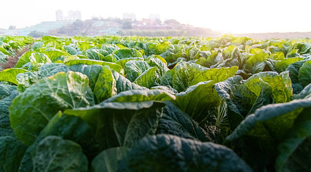 istock Chinese cabbage crops growing in a field 2220953483