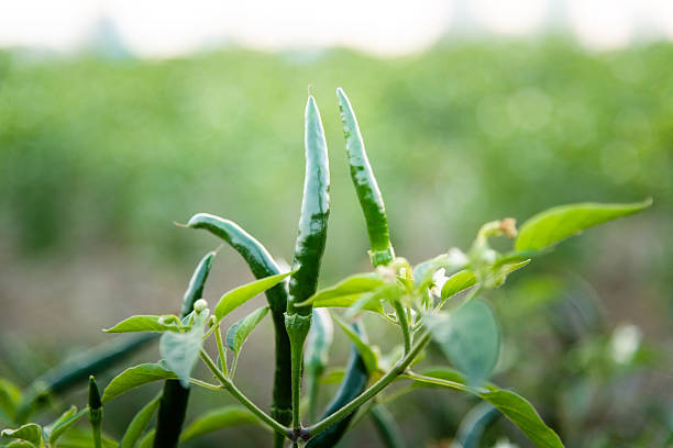 Vibrant Chili Peppers Growing on a Lush Plant in a Sunny Garden