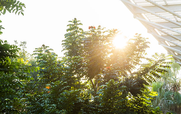 Low angle view of green leaves background with sunlight