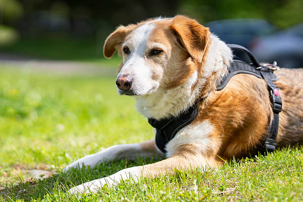istock Red and white mixed breed rescue dog. 2220954593
