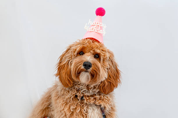 istock Brown curly-haired dog in a birthday hat on a white background 2220955824