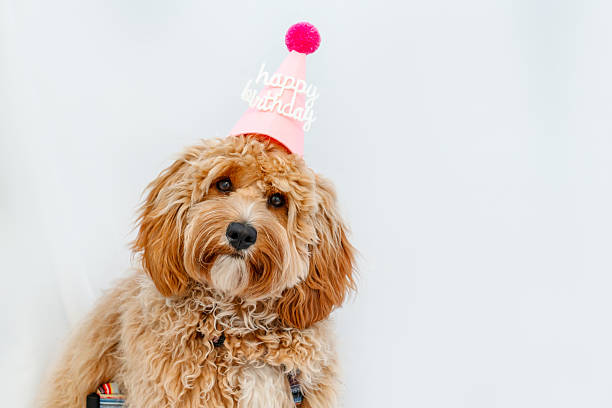 istock Brown curly-haired dog in a birthday hat on a white background 2220955898