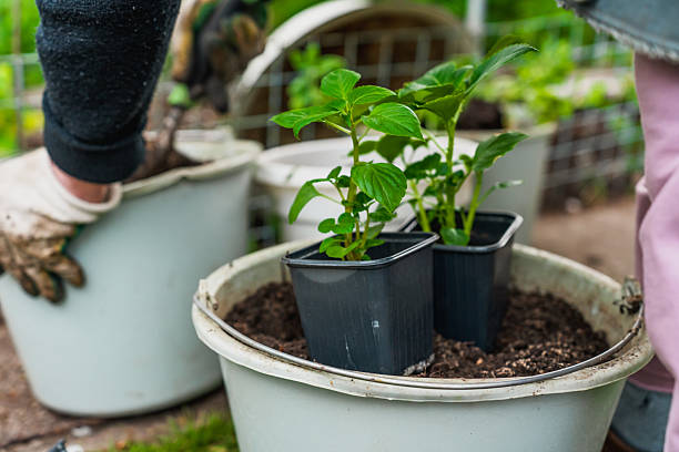istock Seedlings, preparation for planting in the garden 2220956734