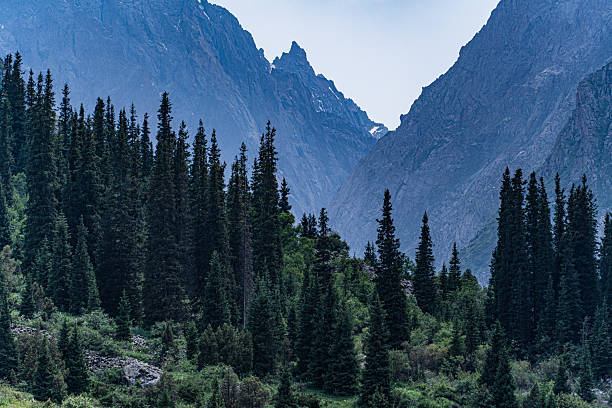 istock Majestic tall fir trees 2220957744