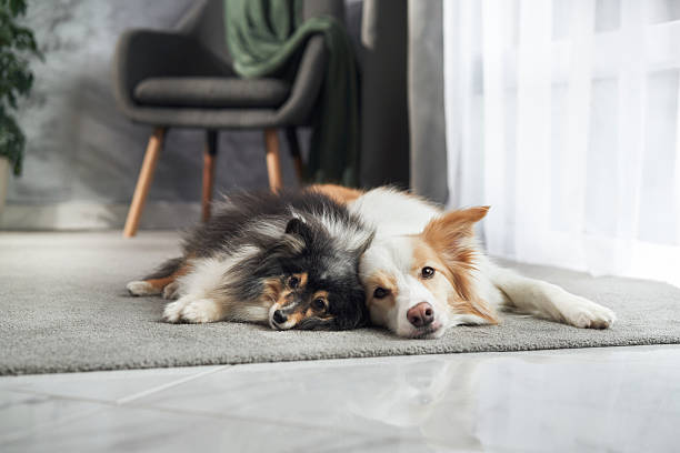 istock Dogs cuddled on floor in living room 2220961995