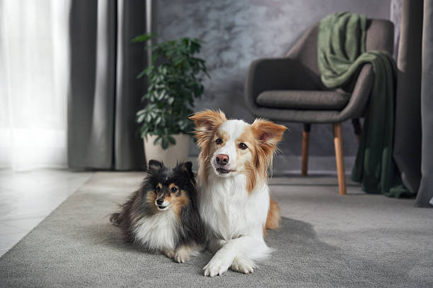 istock Collie and sheltie at rest 2220961997