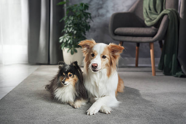 istock Sheltie with collie in modern room 2220961999