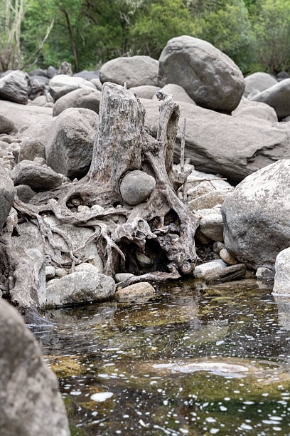 Weathered Driftwood and Stones