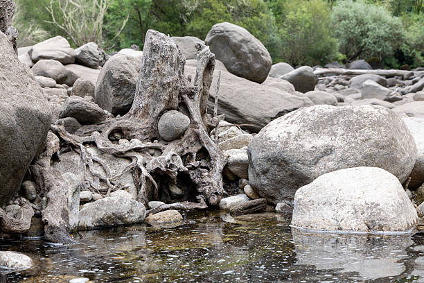 istock Weathered Driftwood Amongst River Rocks 2220962662