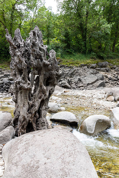 istock Weathered Driftwood Sculpture by a Stream 2220963498