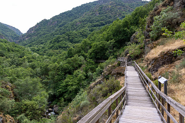 istock Elevated Wooden Walkway Overlooking Lush Gorge 2220963730