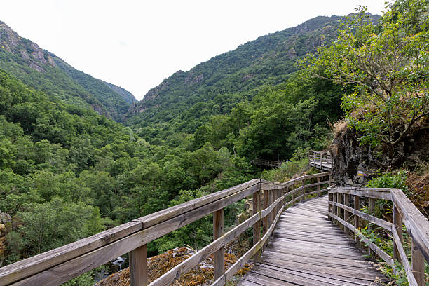 istock Elevated Wooden Pathway Overlooking Lush Gorge 2220963745
