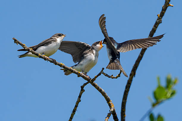 istock Tree Swallow Feeding Chicks Oregon Wild Bird Mouth Open 2220964514