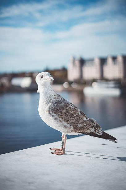 White Seagull bathed in sunlight against the backdrop of the sea. Perfect for adding a touch of nature's beauty to your designs, whether for wildlife conservation campaigns, coastal-themed advertisements, or simply to bring a sense of tranquility to your projects.