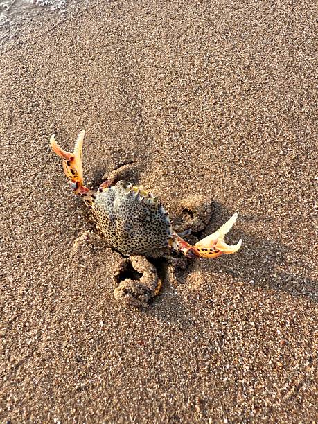 Tiny Guardian of the Tides”