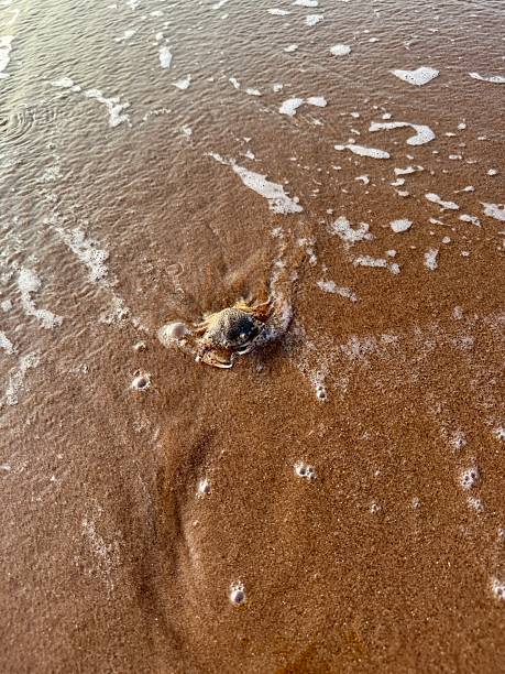 istock Crab Close-Up on the Ocean Edge” 2220964923