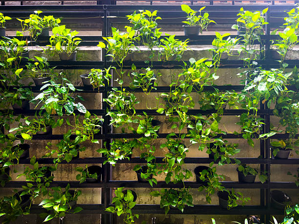 istock Closeup potted green plants on building exterior wall 2220965261