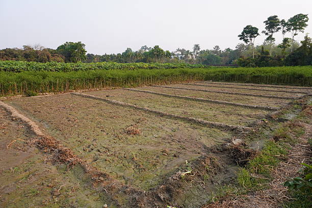 istock The field is yet to be getting prepared for plantation 2220965559