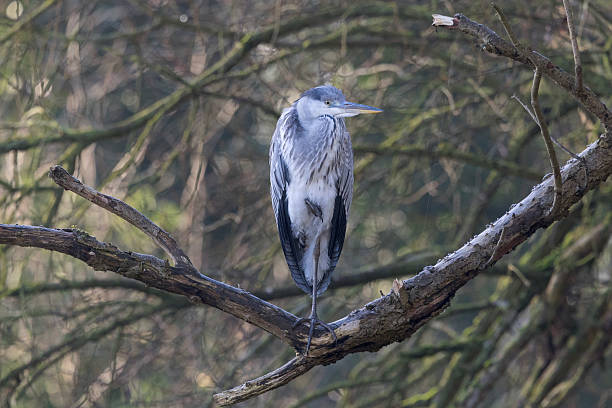 The heron is an easily recognised, grey-backed bird, with long legs, a long, white neck, bright yellow bill and a black eyestripe that continues as long, drooping feathers down the neck. Flies with its long legs stretched out, but its neck pulled in.