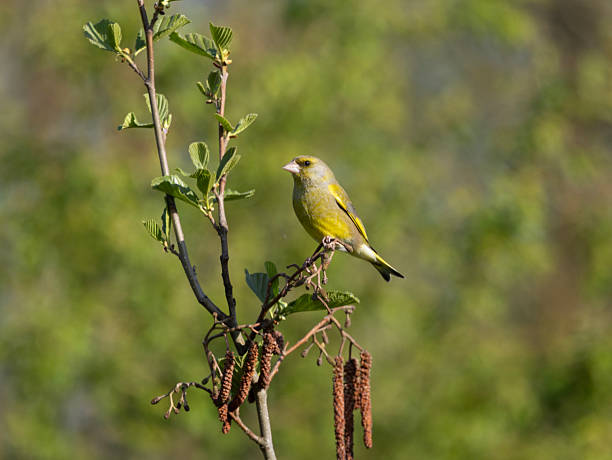 Green finch heading for the bird feeder in the back yard.