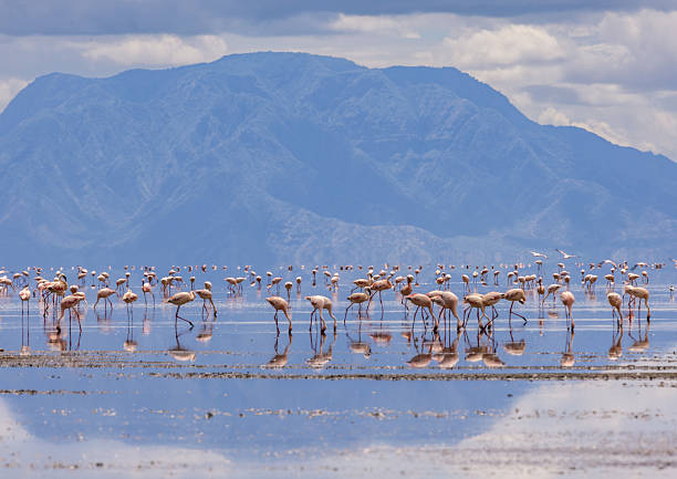 istock Flamingos Feeding at Lake Natron with Mountain Backdrop, Tanzania 2220967016