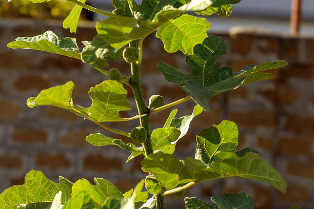 istock Fig fruit growing on green branch. Fresh unripe fruit on tree. 2220967248