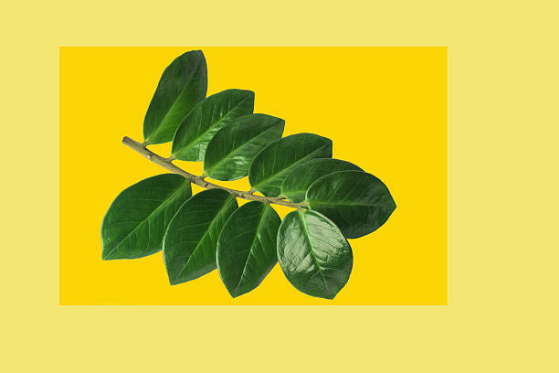 Green leaves against yellow background create a striking visual contrast in natural beauty