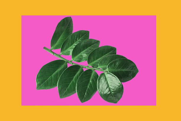 istock Green leaves on purple and orange background create striking visual contrast that captures attention 2220968988