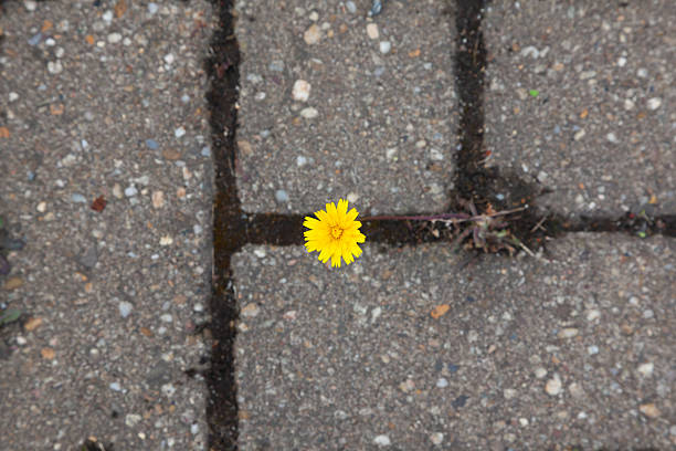 A vibrant yellow dandelion blooming amidst a bed of stones, showcasing the resilience of nature as it thrives in a rocky environment.
