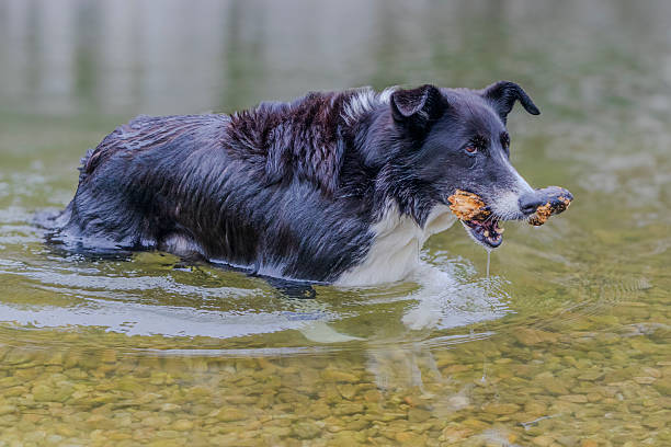 An active black and white Border Collie dog is captured swimming with obvious enjoyment in a natural pond. The ripples and splashes around it convey movement and happiness, showcasing the breed's love for water and outdoor activities. Excellent for themes of active pets, summer fun, and canine exercise.