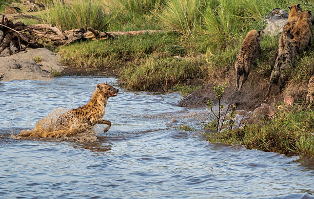 istock Hyenas Crossing the Mara River, Kenya 2220969358