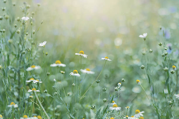 istock Meadow and wildflowers in soft focus with sunlight 2220969796