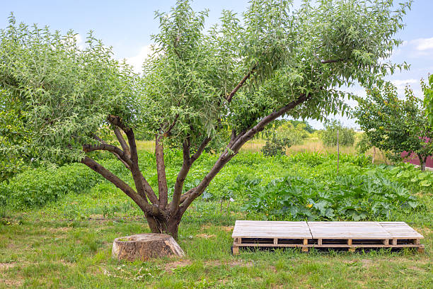 summer garden with spreading silver oleaster tree, stump and pallet, pallets on grass