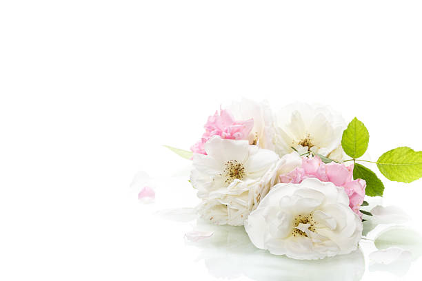 White rose symbol of purity and tenderness.